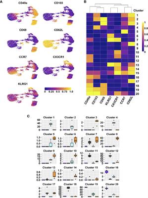 CD49a Identifies Polyfunctional Memory CD8 T Cell Subsets that Persist in the Lungs After Influenza Infection